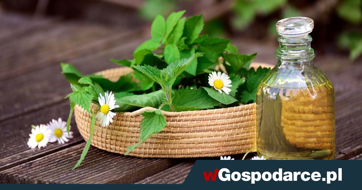 Tego mogłeś nie wiedzieć o pokrzywie