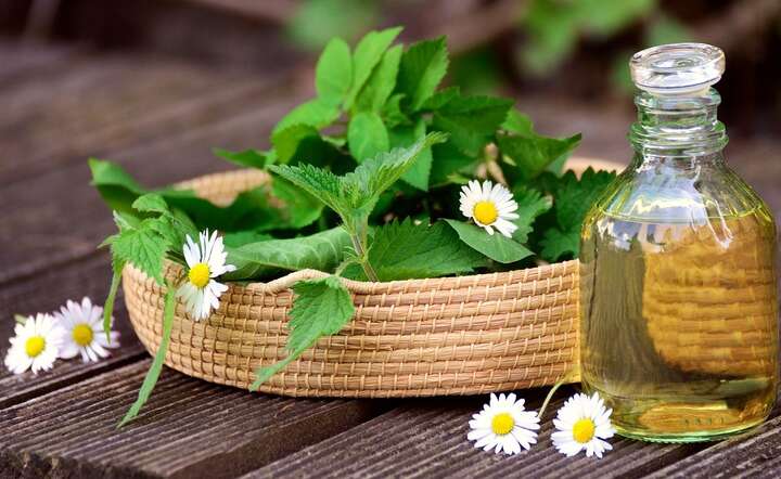 Tego mogłeś nie wiedzieć o pokrzywie