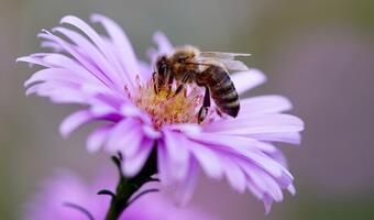 Zagrożone pszczoły: Czy wyginie cały gatunek?
