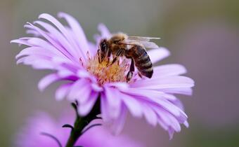 Zagrożone pszczoły: Czy wyginie cały gatunek?