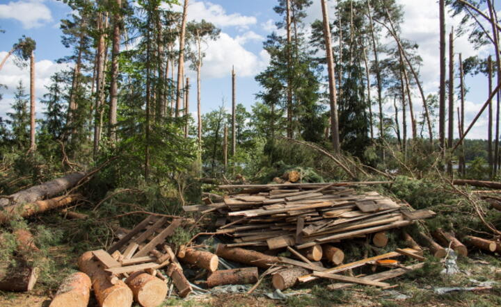 Zniszczony las w Borach Tucholskich, fot. PAP/Jan Dzban