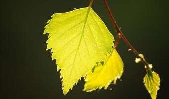 Eko-budownictwo coraz bardziej popularne