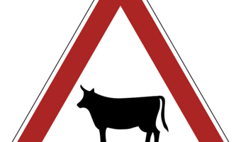 Co za krowa ! Wolała śmierć niż niewolę