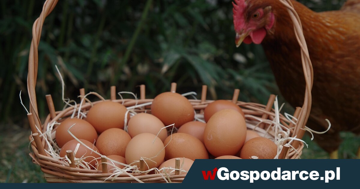 Ceny jaj w końcu trafią na szklany sufit