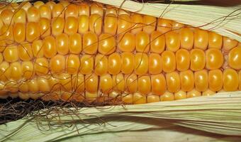 Zbiory kukurydzy w 2023 r. Tego warzywa zabraknie?
