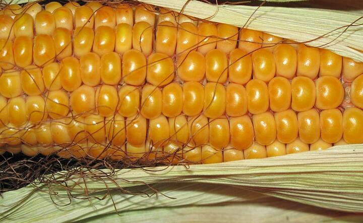 Zbiory kukurydzy w 2023 r. Tego warzywa zabraknie?