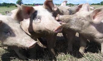 Rosja nie chce świń z USA, bo są chore