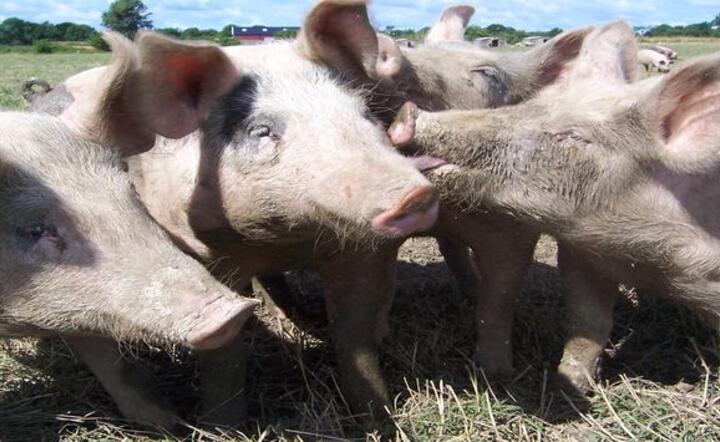 Rosja nie chce świń z USA, bo są chore