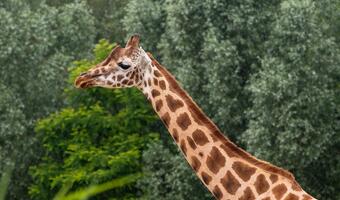 Stołeczne zoo ma nową żyrafę z Danii