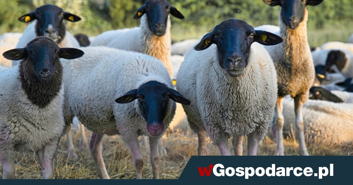 Ubój na użytek własny po nowemu