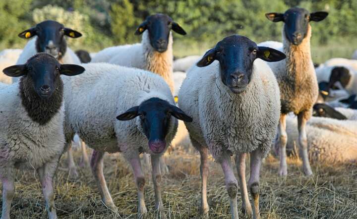 Ubój domowy dotyczy m.in. bydła do 12. miesiąca życia, świń, owiec, kóz, drobiu / autor: Pixabay