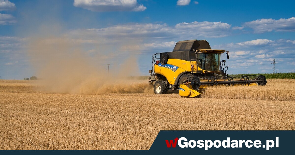 Żniwa gwałtownie się rozkręcają