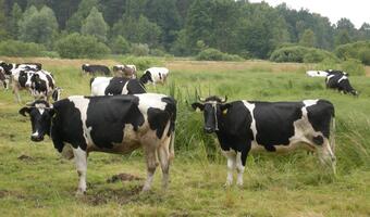 Minister rolnictwa wnioskuje do UE o umorzenie kar producentom mleka