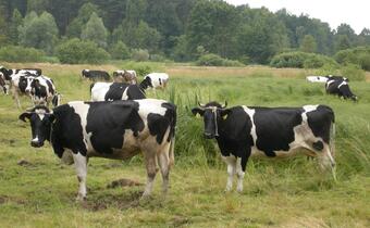 Minister rolnictwa wnioskuje do UE o umorzenie kar producentom mleka