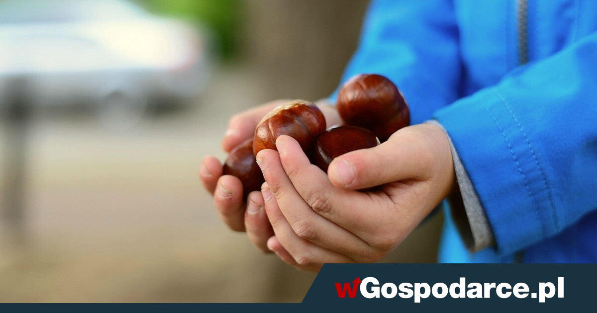 Ruszył skup… kasztanów i żołędzi