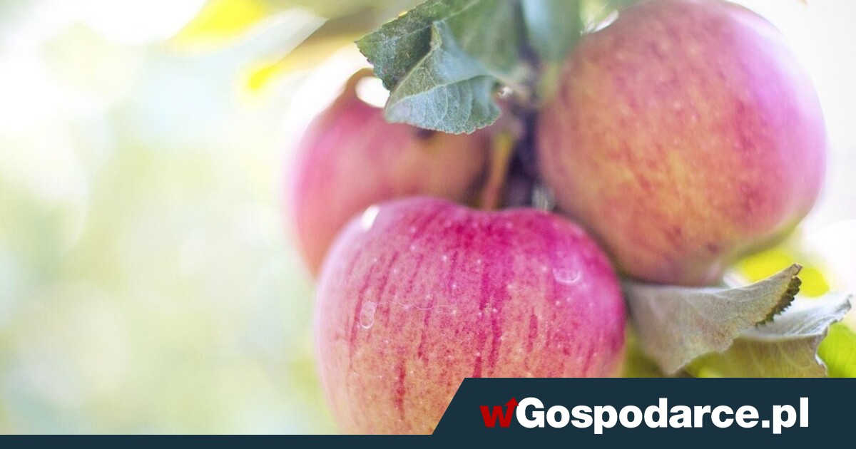 Podatek cukrowy uderzy w sadowników