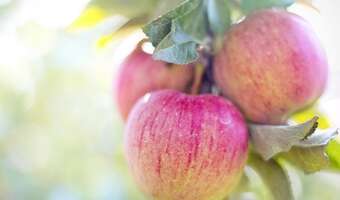 Podatek cukrowy uderzy w sadowników