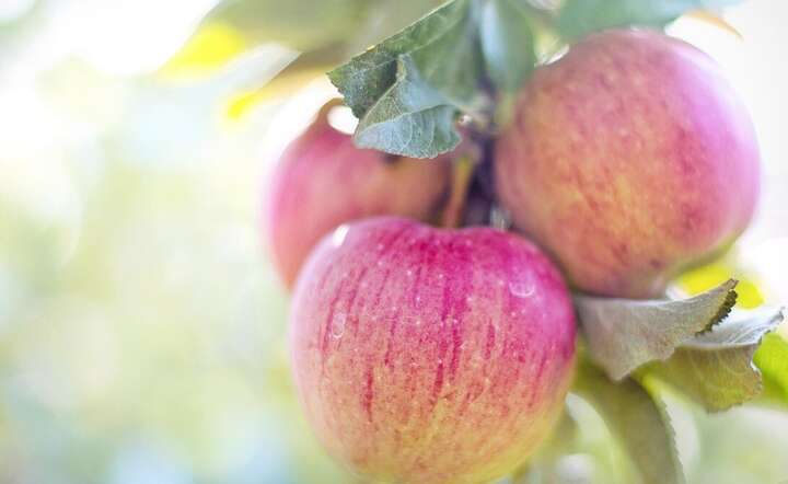 Do produkcji soków i napojów zużywa się rocznie ponad 200 tys. ton jabłek. / autor: Pixabay