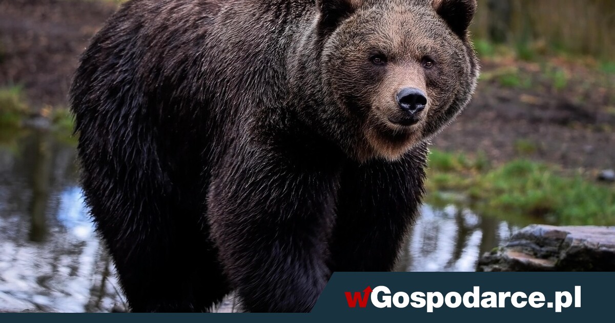 Słowaccy żołnierze strzelają do niedźwiedzi