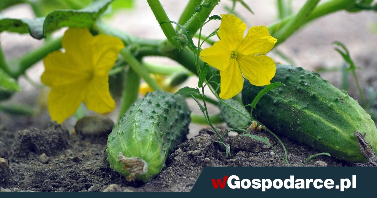 Coś złego dzieje się z ogórkami