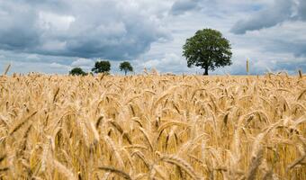 Komisarz UE: nieprzedłużenie zakazu importu zbóż grozi destabilizacją rynku