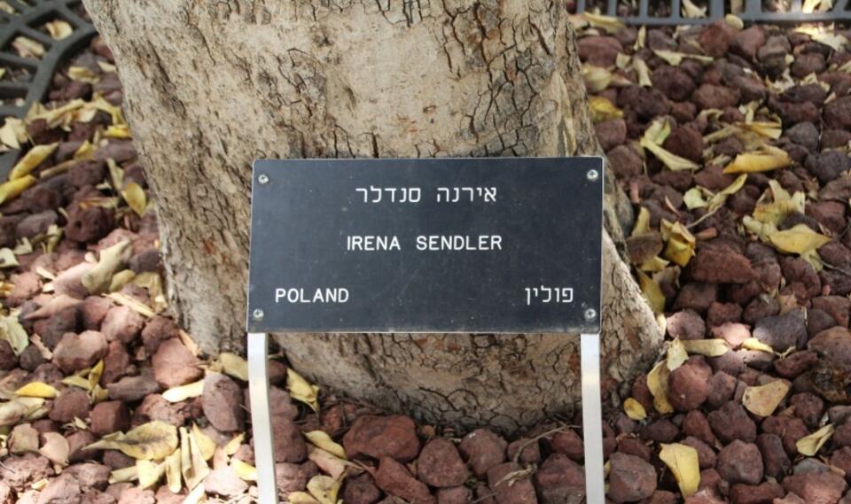 Drzewko Ireny Sendlerowej w Yad Vashem / autor: Fratria