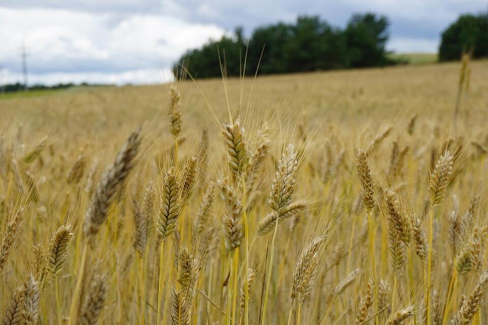 autor: Andrzej Skwarczyński/PAP