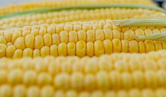 Czy kukurydza z puszki jest zdrowa?