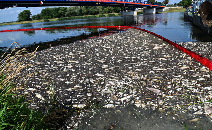 Akcja usuwania martwych ryb z Odry w miejscowości Krajnik Dolny / autor: fotoserwis PAP
