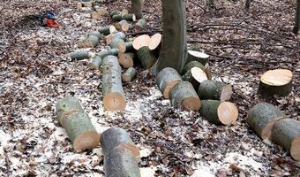 Europoseł PiS pyta KE o wycinkę niemieckich lasów