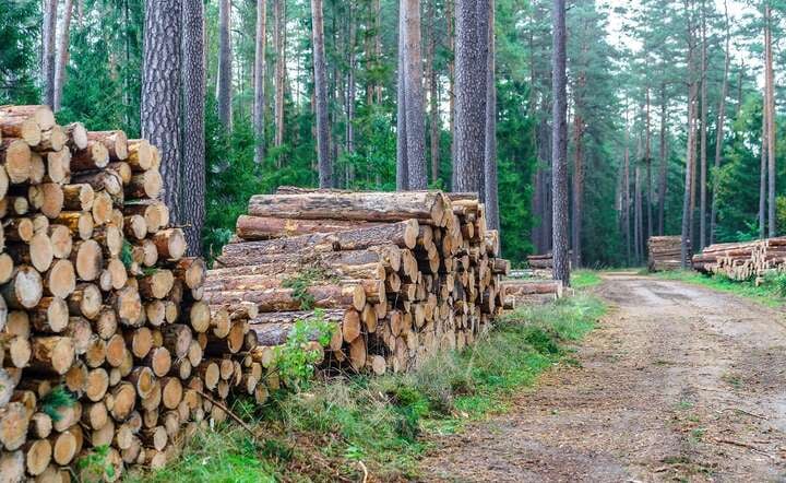 Wyłączanie przez resortu klimatu kolejnych obszarów leśnych z normalnej gospodarki to realne zagrożenie dla trwałości polskich lasów / autor: Fratria / AS