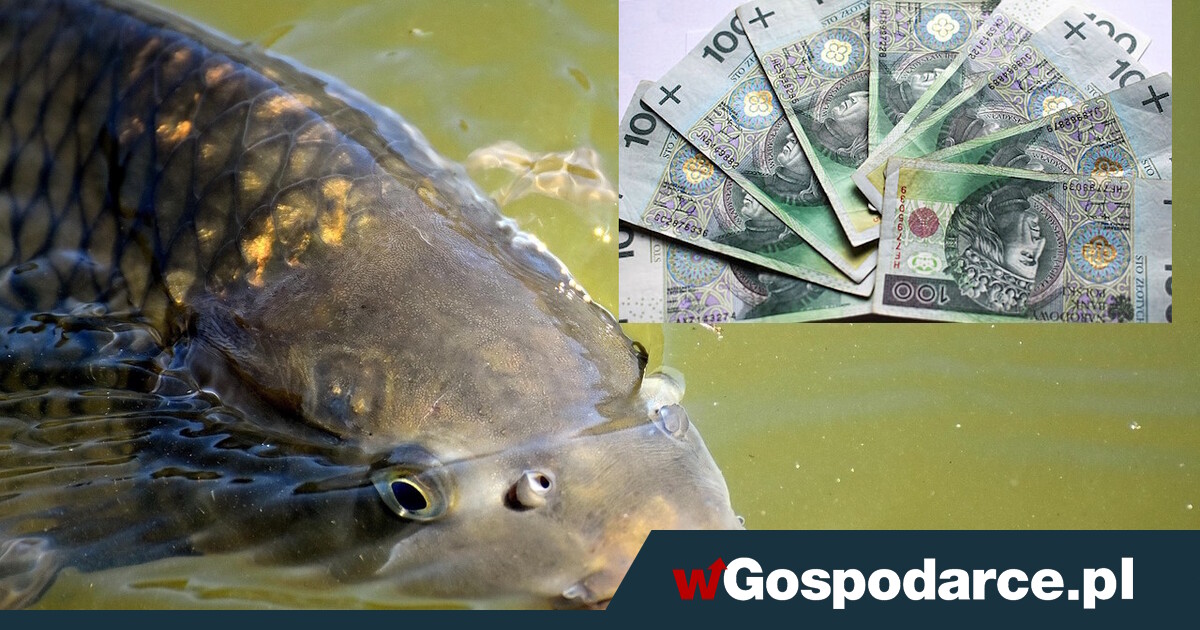 Aż 1450 zł "karpiowego". Otrzymasz?