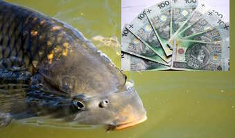 Aż 1450 zł "karpiowego". Otrzymasz?