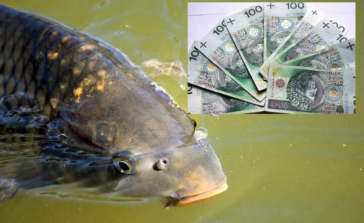 Otrzymasz 1450 zł "karpiowego"? Te osoby mogą liczyć na przelew / autor: Fratria/Pixabay