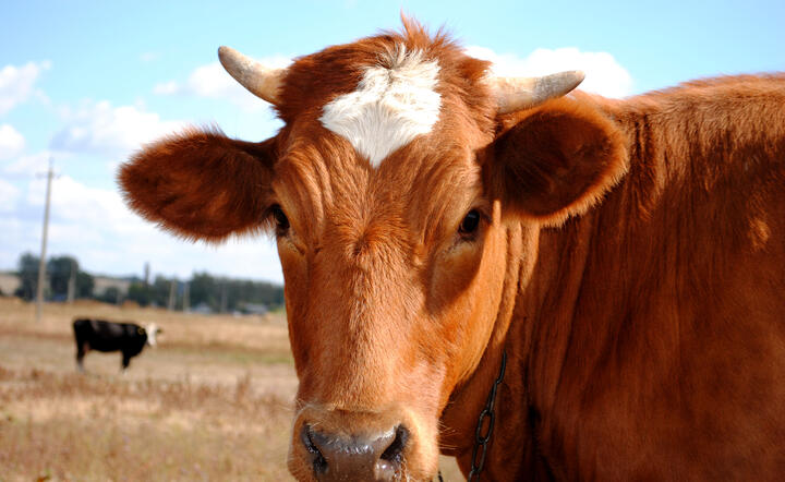 Pieniądze z unijnego programu będą przeznaczone pomoc m.in. w rozwijaniu produkcji zwierzęcej, w tym produkcji mleka i mięsa wołowego, fot. freeimages.com