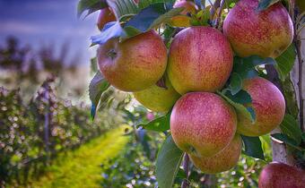 Szykują się rekordowe zbiory jabłek