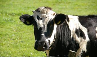 Resort rolnictwa: Polska uzyskała status kraju wolnego od choroby BSE u krów