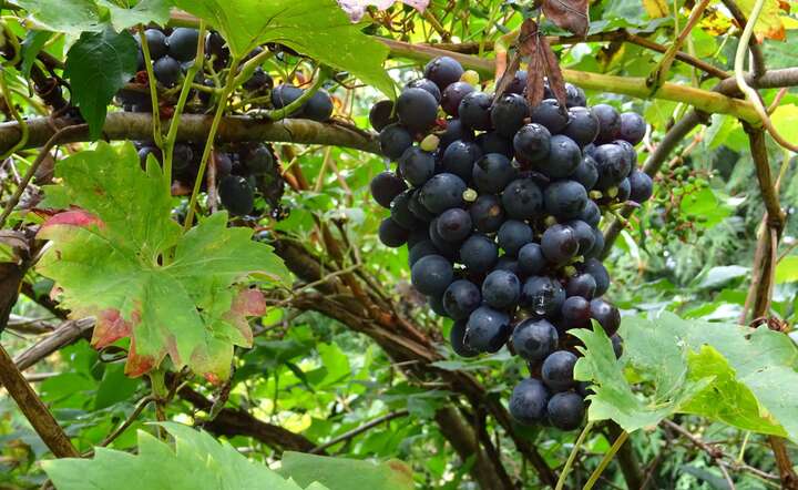 W tym roku o takich winogronach nie ma co marzyć / autor: MK/Fratria