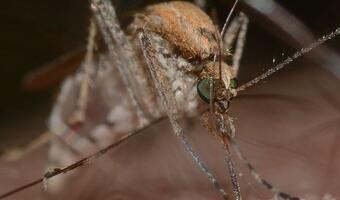 Epidemia dengi. W tym kraju już ponad 300 tys. zakażeń