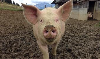 Ukraina zamyka granice dla polskich świń