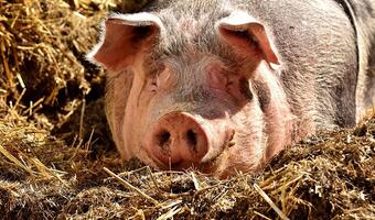Minister ogłasza koniec afrykańskiego pomoru świń