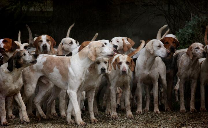 Korea Płd.: tysiące ferm hodujących psy na mięso