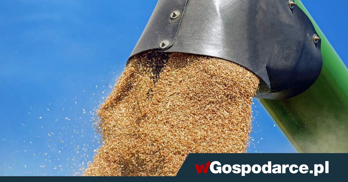 Wojna z Iranem winduje ceny zbóż. Co dalej?