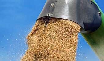 Wojna z Iranem winduje ceny zbóż. Co dalej?