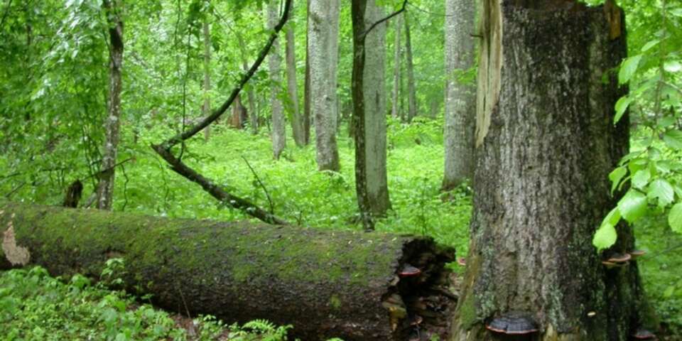 fot. Yapo/CC BY SA 1.0