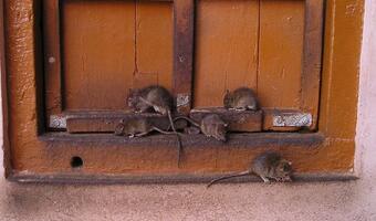 Plaga szczurów w Holandii! Opanowały tramwaje i restauracje
