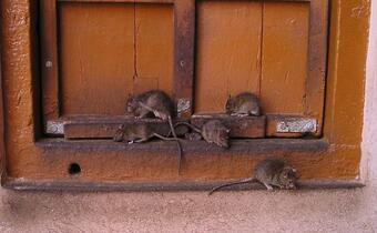 Plaga szczurów w Holandii! Opanowały tramwaje i restauracje