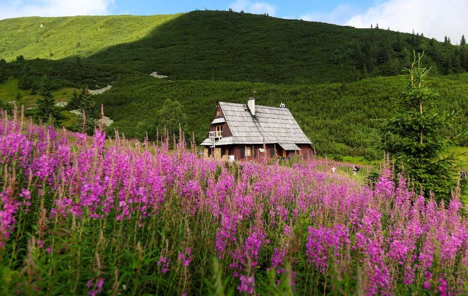 Kwitnąca wierzbówka kiprzyca (Chamaenerion angustifolium) w Hali Gąsienicowej w Tatrach / autor: PAP/Grzegorz Momot