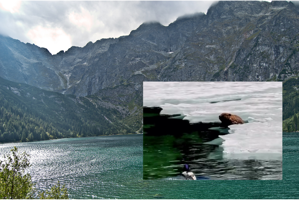 Morskie Oko i wypoczywający bóbr bóbr / autor: Pixabay/uroburos/FB/TPN