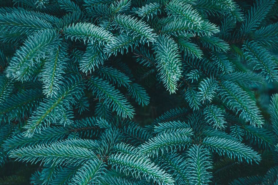 Świerk / autor: pixabay.com